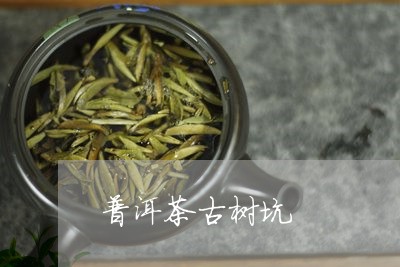 普洱茶古树坑/2023042542214