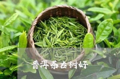 普洱茶古树好/2023042926070