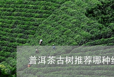 普洱茶古树推荐哪种红茶/2023082971371