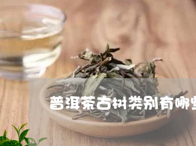 普洱茶古树类别有哪些品种/2023083097249