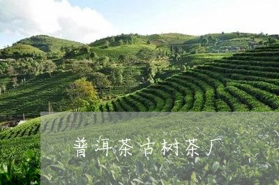 普洱茶古树茶厂/2023081873826