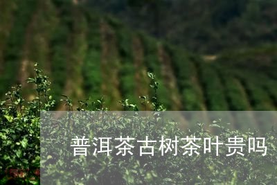 普洱茶古树茶叶贵吗/2023121638379