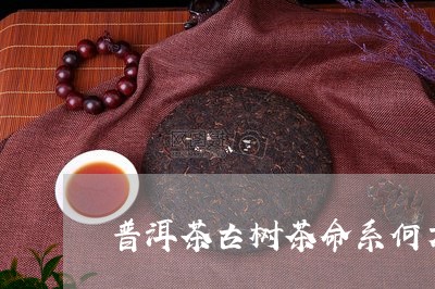 普洱茶古树茶命系何方/2023062298691