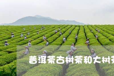 普洱茶古树茶和大树茶/2023062872714