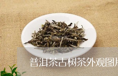 普洱茶古树茶外观图片/2023120695036