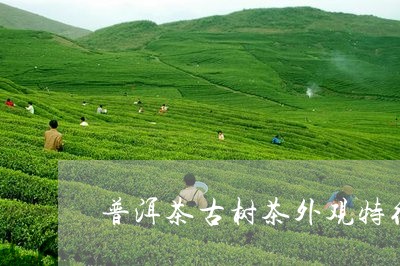 普洱茶古树茶外观特征/2023120626269