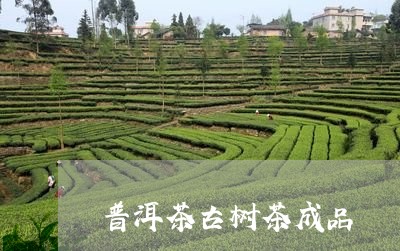 普洱茶古树茶成品/2023121657262