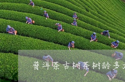 普洱茶古树茶树龄多大/2023082717373