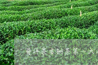 普洱茶古树茶第一大县/2023092691582