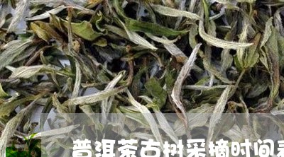 普洱茶古树采摘时间表/2023110668461