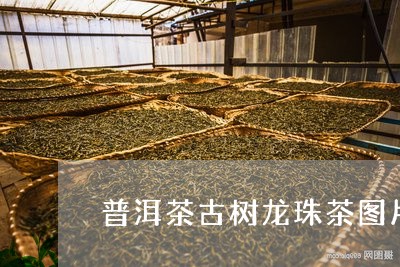 普洱茶古树龙珠茶图片/2023080353045