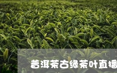 普洱茶古缘茶叶直播/2023120541726