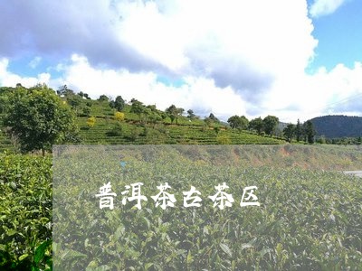 普洱茶古茶区/2023042899485