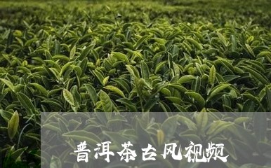 普洱茶古风视频/2023112466049