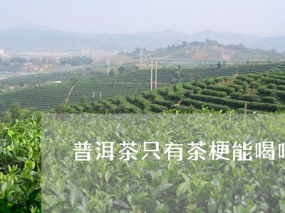 普洱茶只有茶梗能喝吗/2023062308481