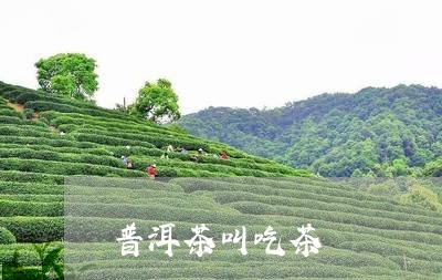 普洱茶叫吃茶/2023042617414