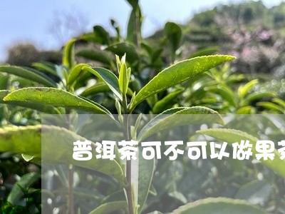 普洱茶可不可以做果茶喝/2023112819571