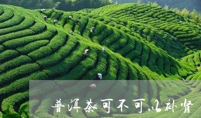 普洱茶可不可以补肾/2023120444716