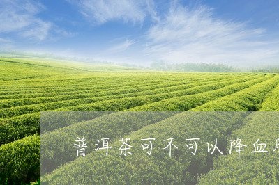 普洱茶可不可以降血脂/2023092522937