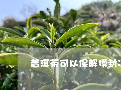 普洱茶可以保解摸封冯/2023062055373