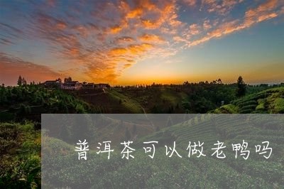 普洱茶可以做老鸭吗/2023072296949