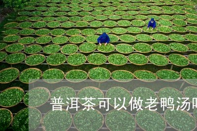 普洱茶可以做老鸭汤吗/2023092641692