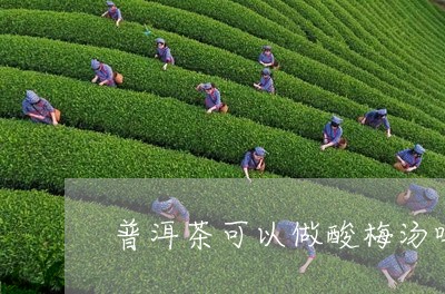 普洱茶可以做酸梅汤吗/2023092759603