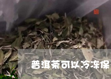 普洱茶可以冷冻保存嘛/2023080102602