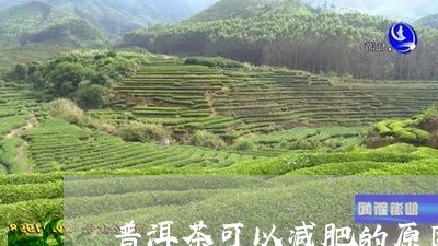 普洱茶可以减肥的原因/2023080282706