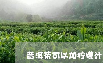 普洱茶可以加柠檬汁吗/2023092894941