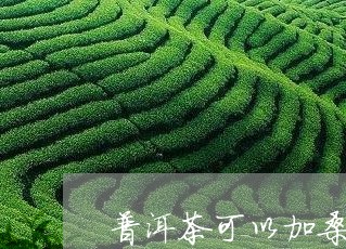 普洱茶可以加桑叶冲吗/2023062488636