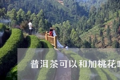 普洱茶可以和加桃花吗/2023100644857