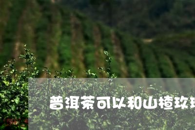 普洱茶可以和山楂玫瑰/2023080153843