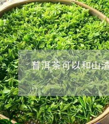 普洱茶可以和山渣一起泡吗/2023051109451