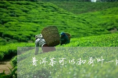 普洱茶可以和荷叶一块喝吗/2023051042503