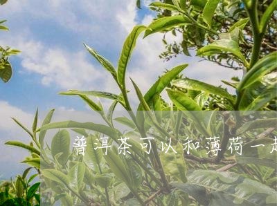 普洱茶可以和薄荷一起泡吗/2024010473837