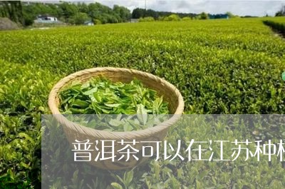 普洱茶可以在江苏种植吗/2023103108249