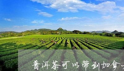 普洱茶可以带到加拿大吗国内/2023052948370