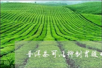 普洱茶可以抑制胃酸吗/2023100709381