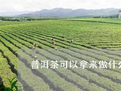 普洱茶可以拿来做什么/2023092551505