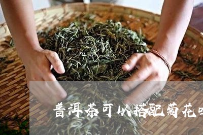 普洱茶可以搭配菊花吗/2023080227170