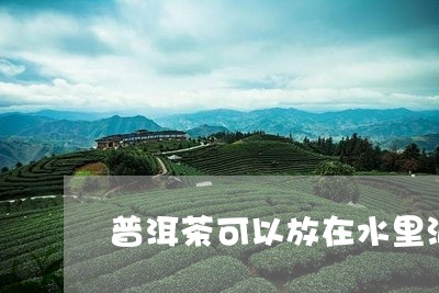 普洱茶可以放在水里泡吗/2023103194947