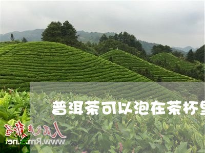 普洱茶可以泡在茶杯里吗/2023122069592