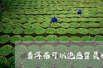 普洱茶可以泡感冒灵吗/2023072409798