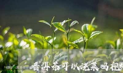 普洱茶可以浇菜吗视频/2023101761503