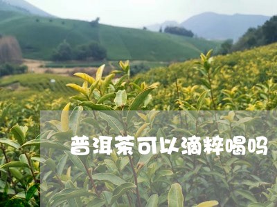 普洱茶可以滴粹喝吗/2023110930360