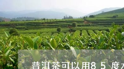 普洱茶可以用85度水泡吗/2023112826080