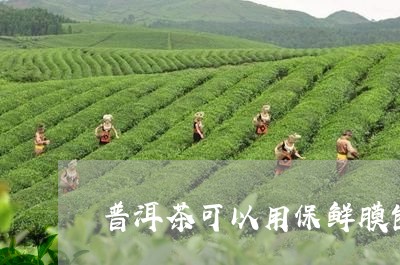 普洱茶可以用保鲜膜包好保存吗/2023053025051