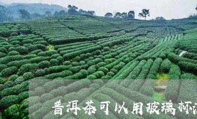 普洱茶可以用玻璃杯泡/2023092649592