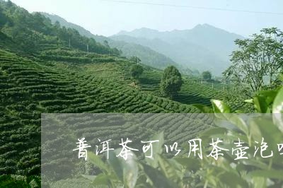 普洱茶可以用茶壶泡吗/2023092839383